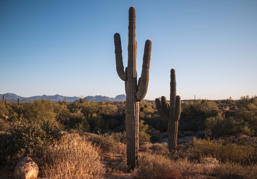 Cactus offer little shade for Javelina Jundred runners 