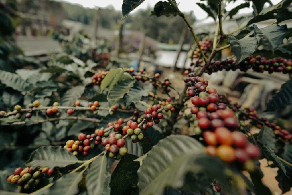Coffee Beans on the plant along the world championship course 