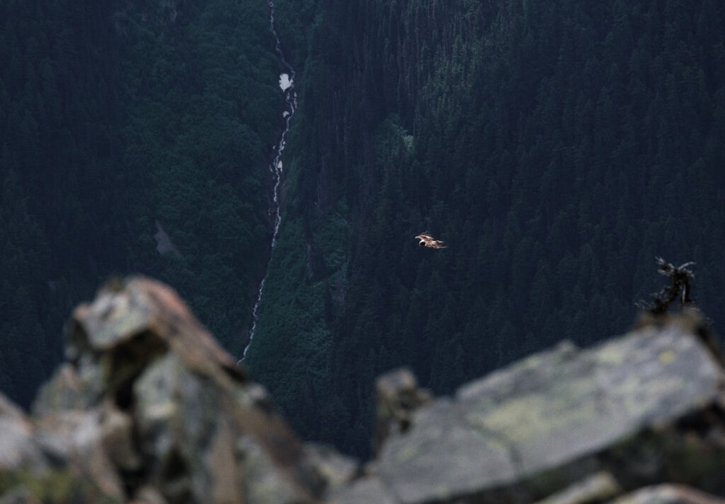 A bird takes flight in the Cascades
